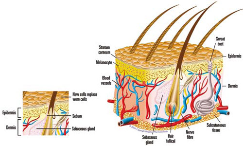 What causes acne